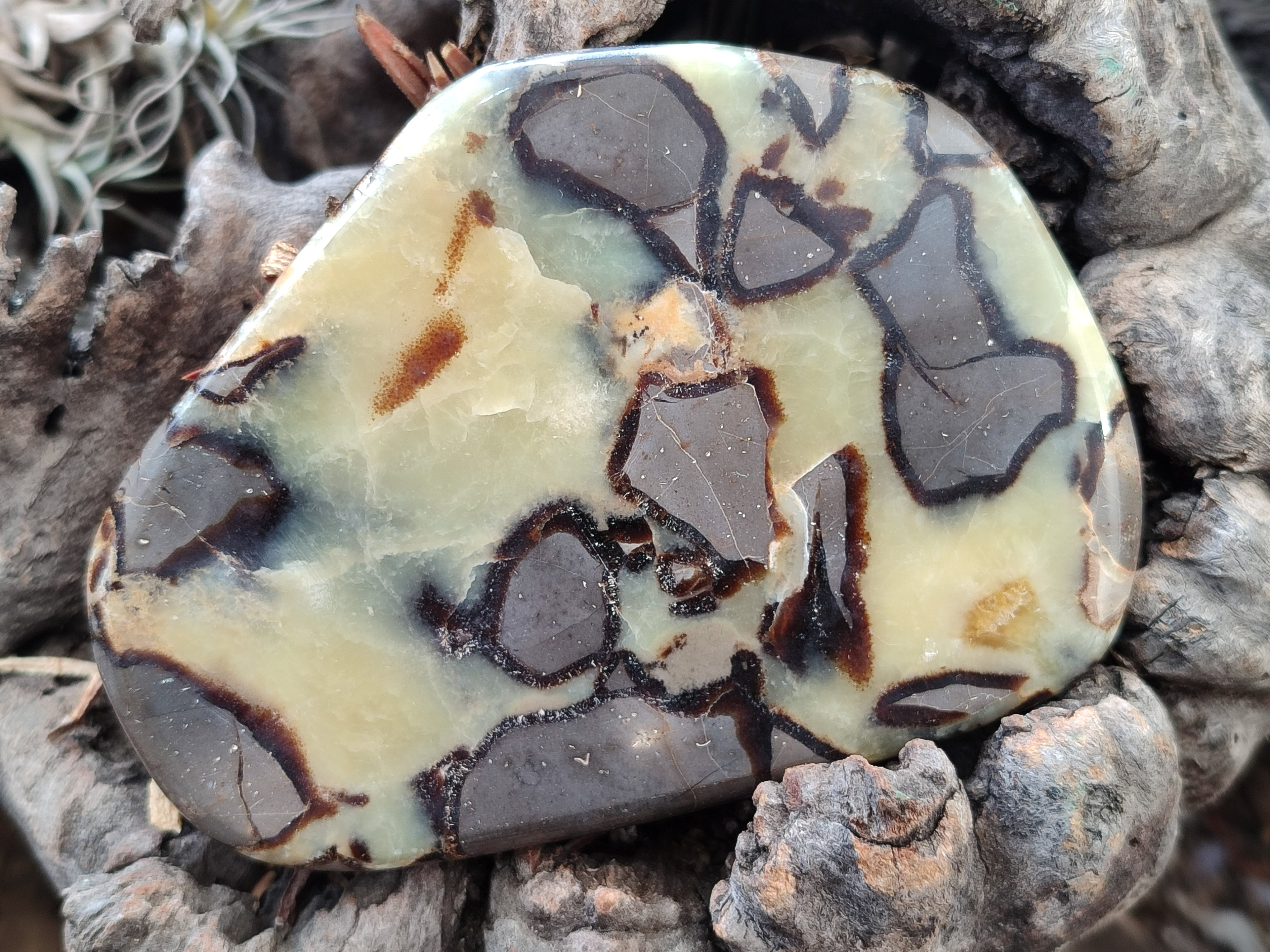 Polished Septerye Slices x 6 From Mahajanga, Madagascar - Toprock Gemstones and Minerals 