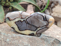 Polished Septerye Slices x 6 From Mahajanga, Madagascar