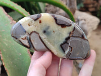Polished Septerye Slices x 6 From Mahajanga, Madagascar