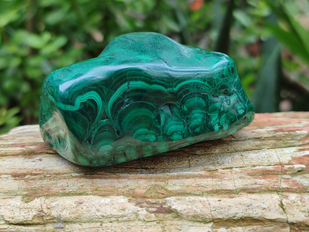 Polished Flower Banded Malachite Free Forms x 6 From Congo - Toprock Gemstones and Minerals 
