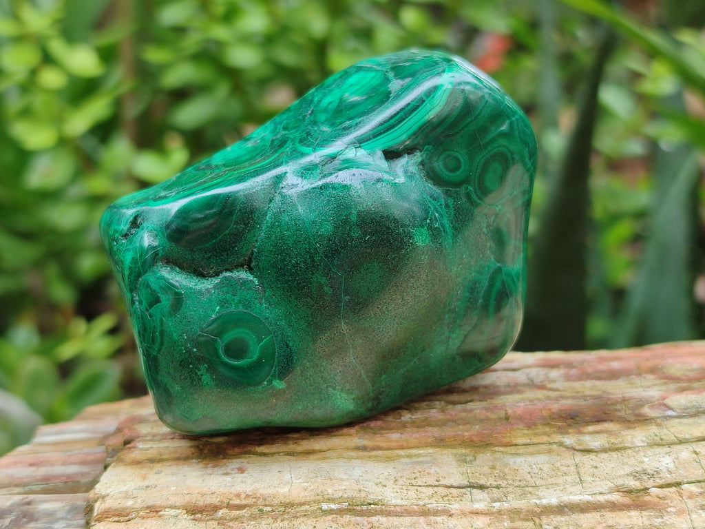 Polished Flower Banded Malachite Free Forms x 6 From Congo - Toprock Gemstones and Minerals 