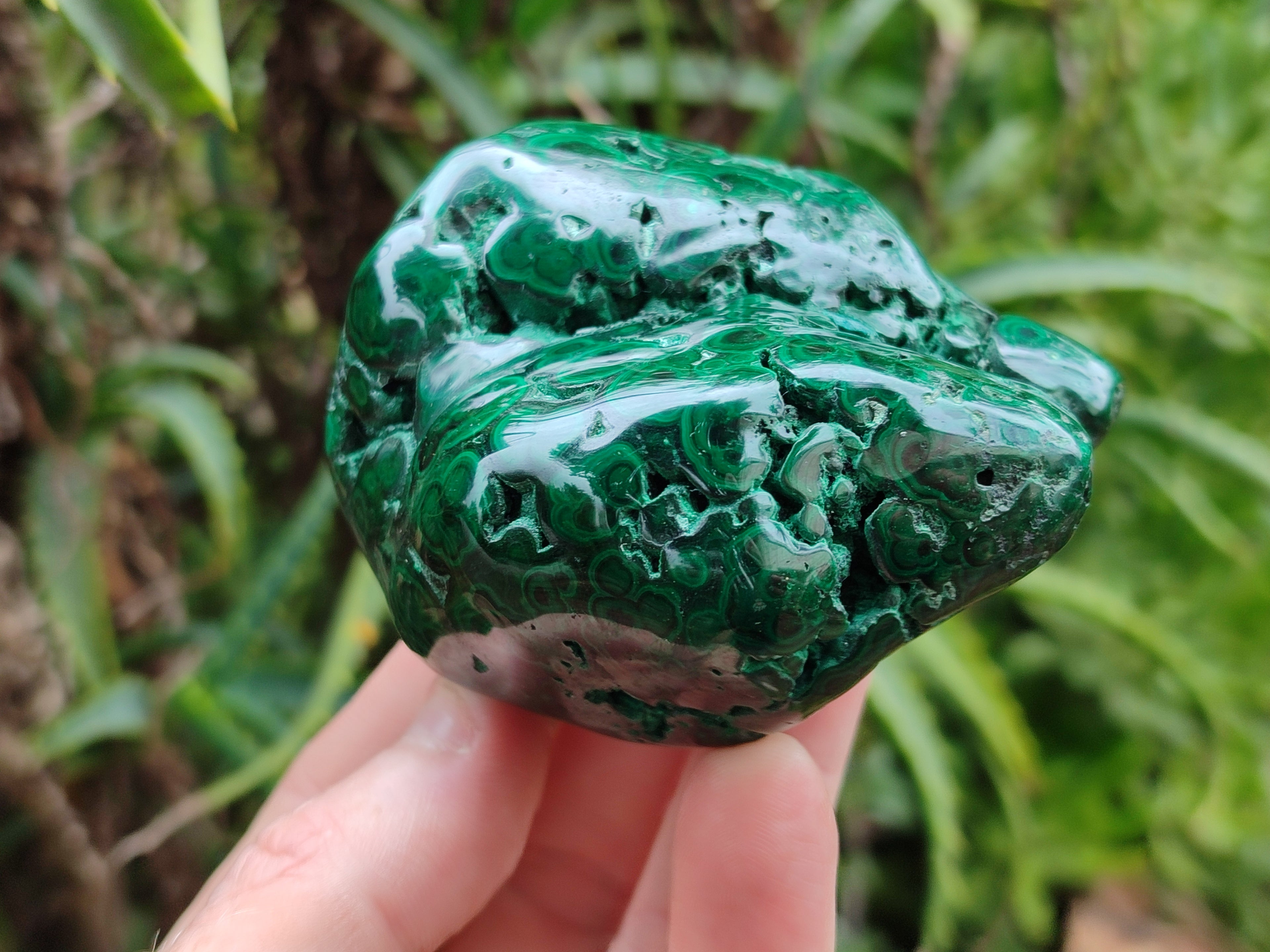 Polished Flower Banded Malachite Free Forms x 6 From Congo - Toprock Gemstones and Minerals 