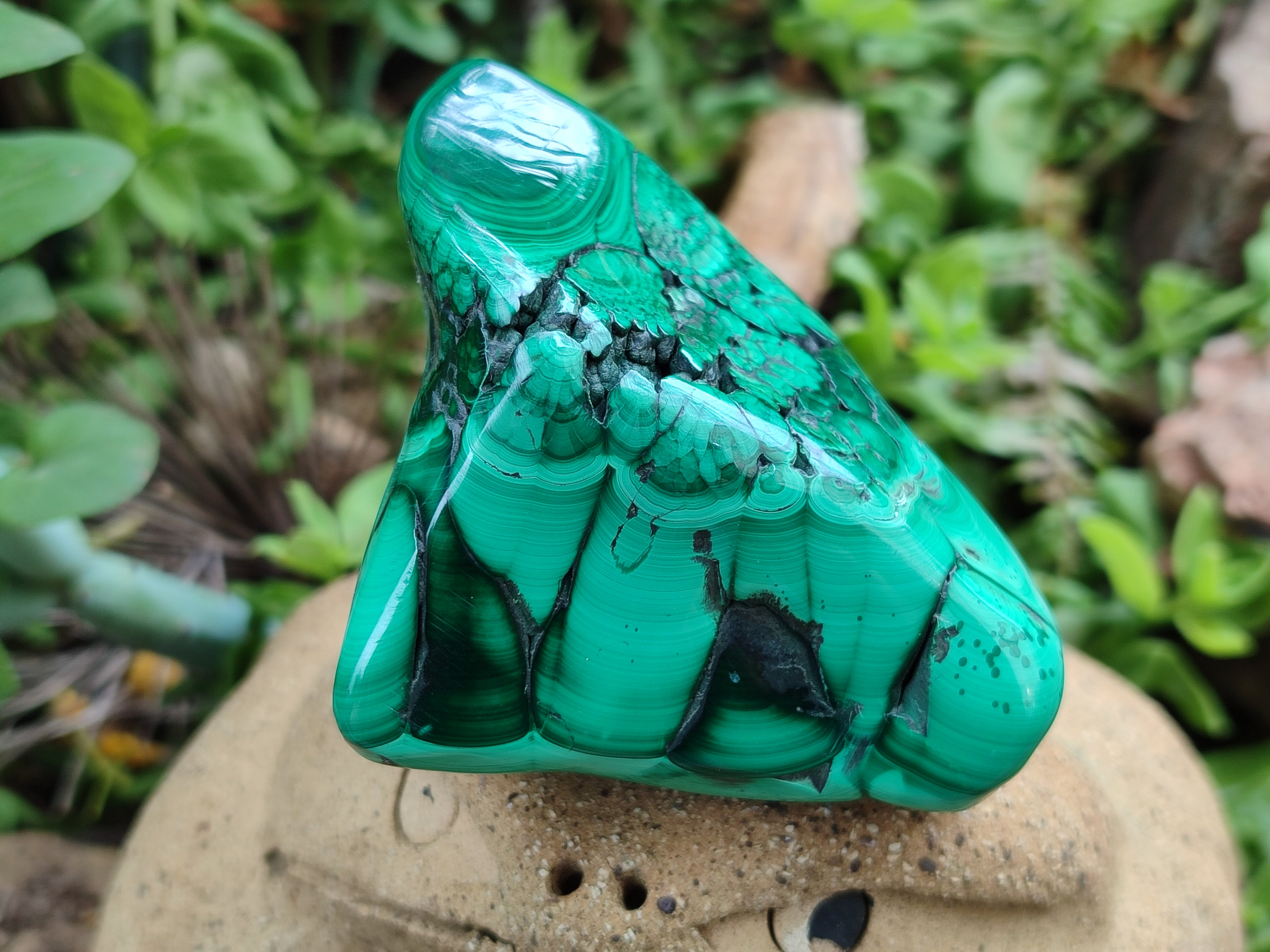 Polished Flower Banded Malachite Free Forms x 6 From Congo - Toprock Gemstones and Minerals 