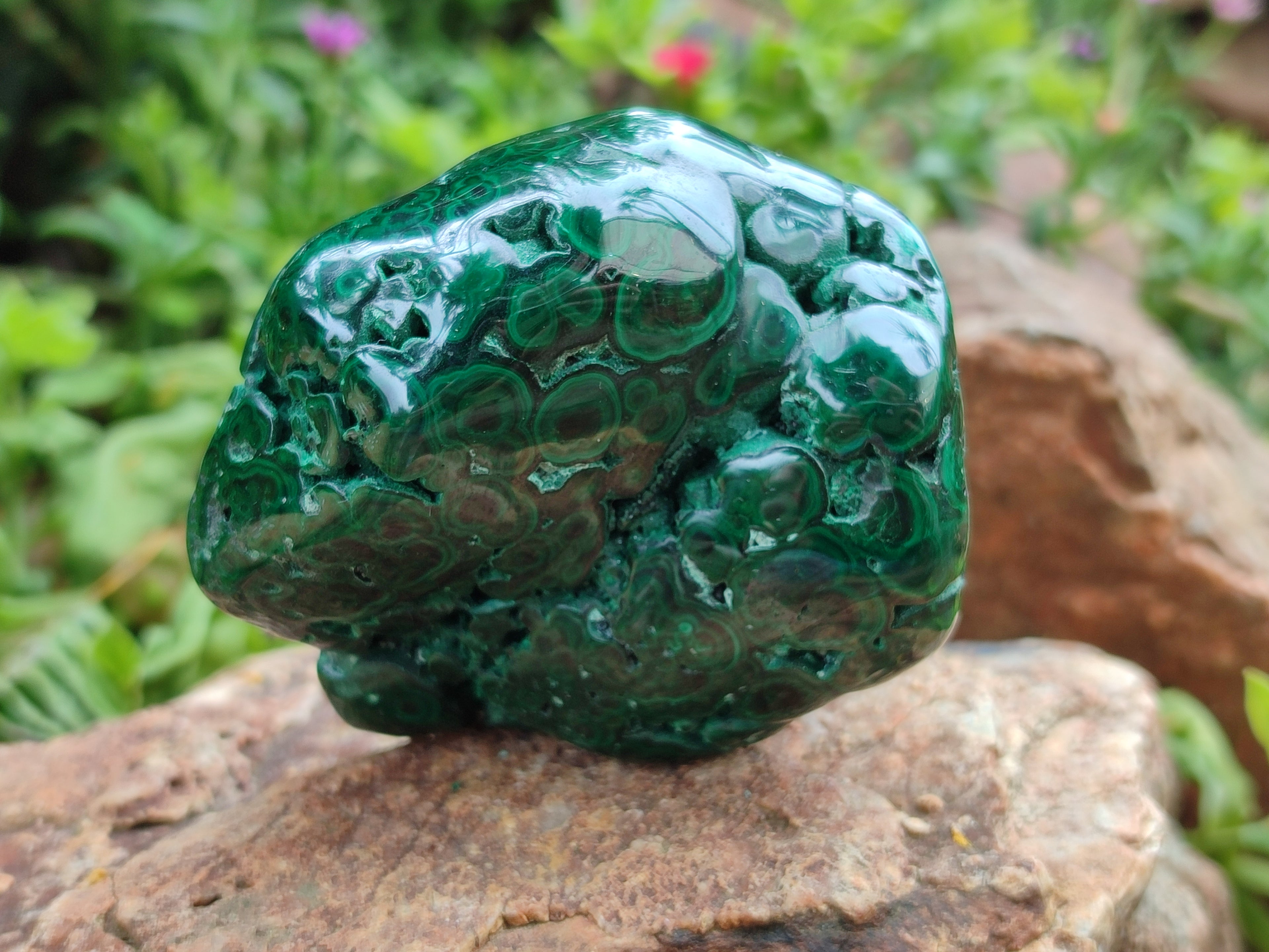 Polished Flower Banded Malachite Free Forms x 6 From Congo - Toprock Gemstones and Minerals 