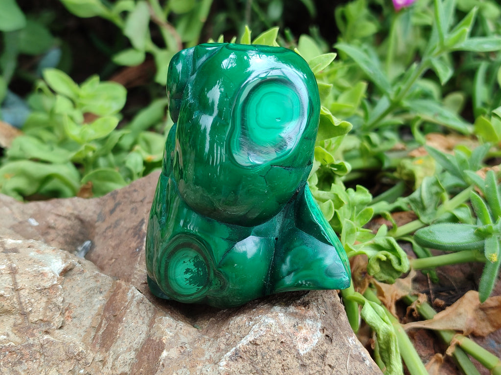 Polished Flower Banded Malachite Free Forms x 6 From Congo - Toprock Gemstones and Minerals 