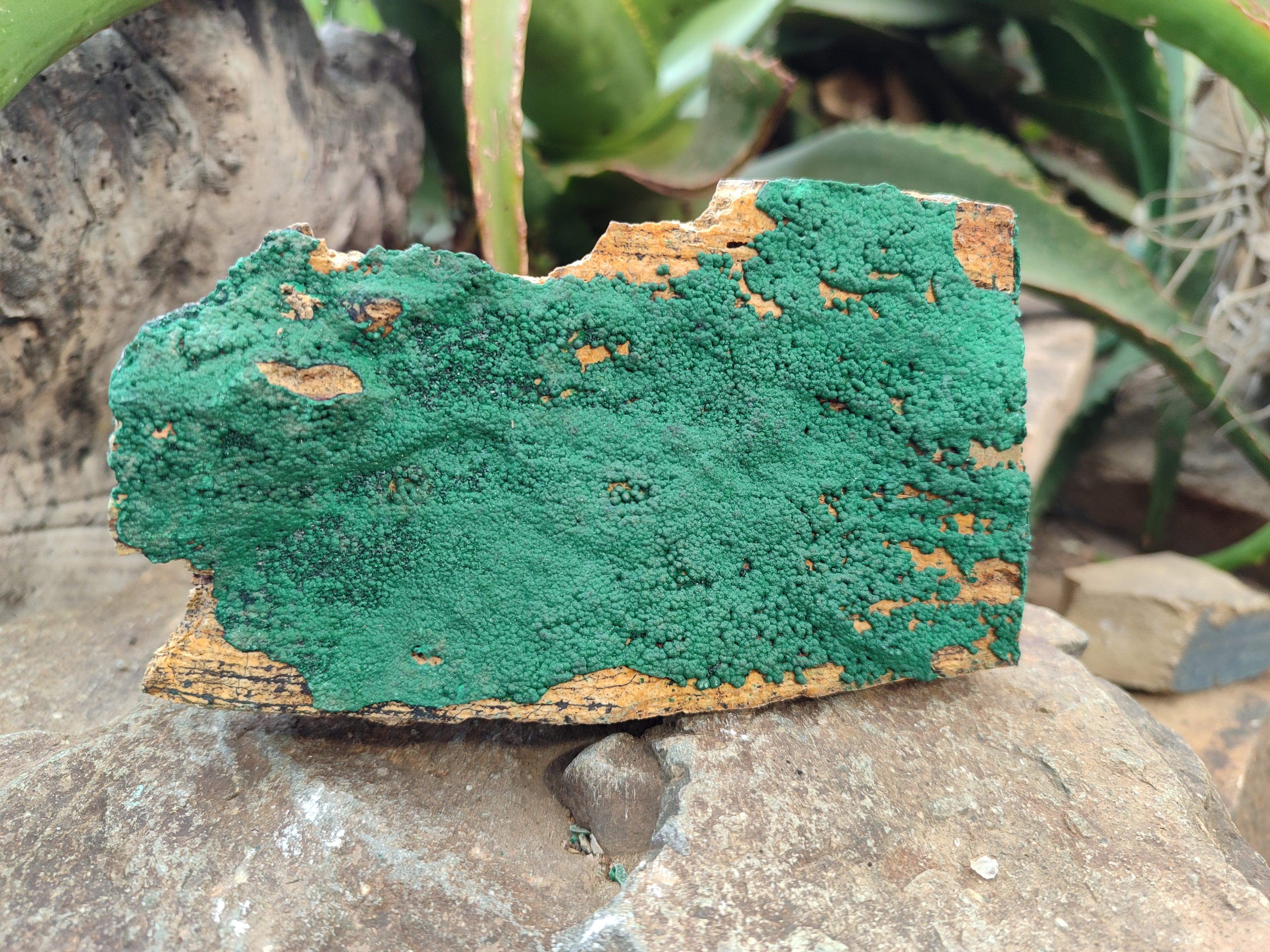 Natural Botryoidal Malachite Specimens x 2 From Congo - Toprock Gemstones and Minerals 