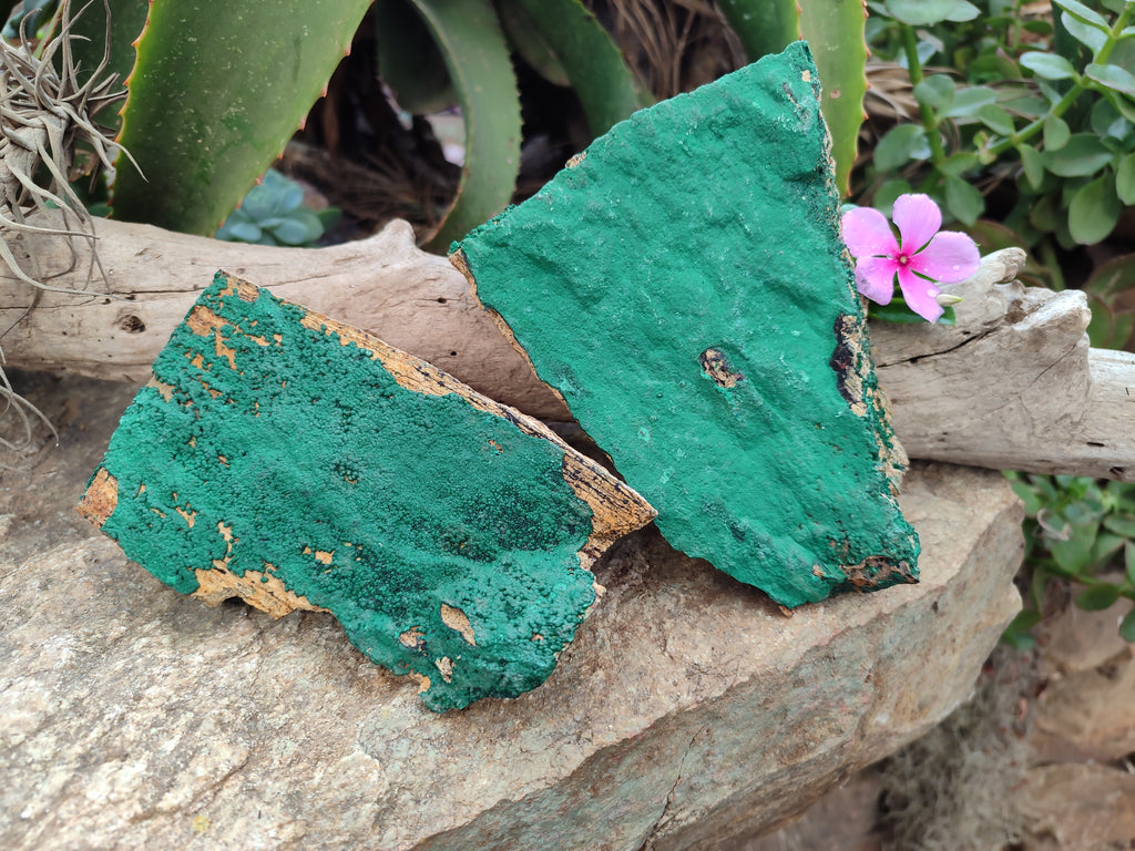 Natural Botryoidal Malachite Specimens x 2 From Congo - Toprock Gemstones and Minerals 