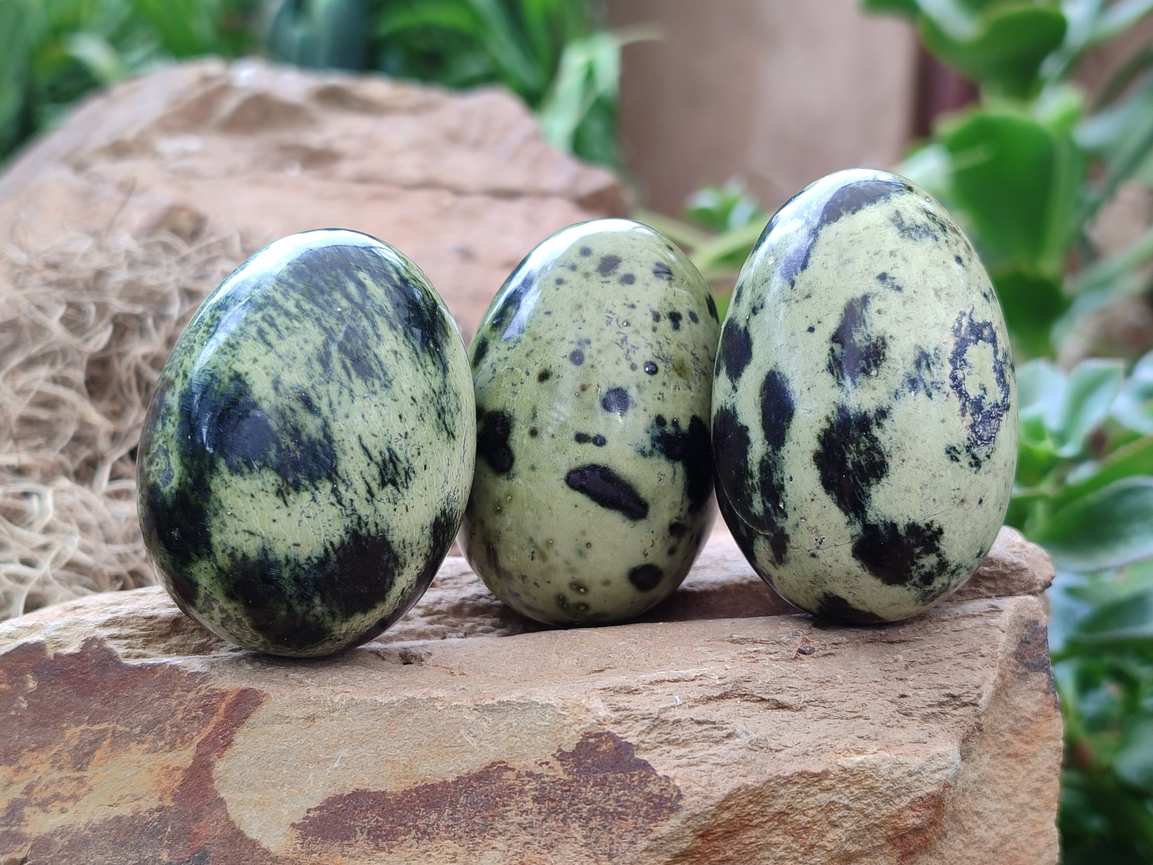 Polished Leopard Stone Gemstone Eggs x 12 From Zimbabwe - Toprock Gemstones and Minerals 