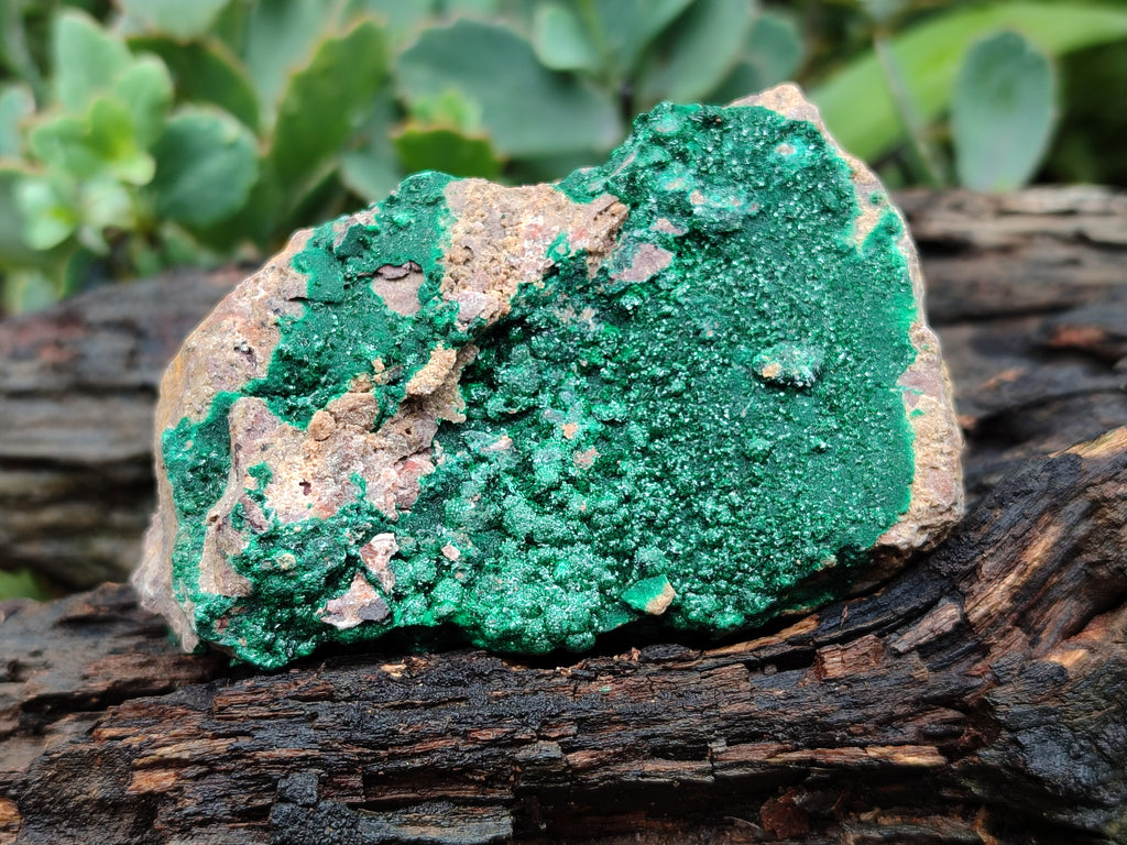 Natural Botryoidal Malachite Specimens x 6 From Congo - Toprock Gemstones and Minerals 