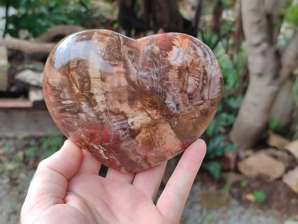 Polished Podocarpus Petrified Wood Gemstone Hearts x 2 From Madagascar