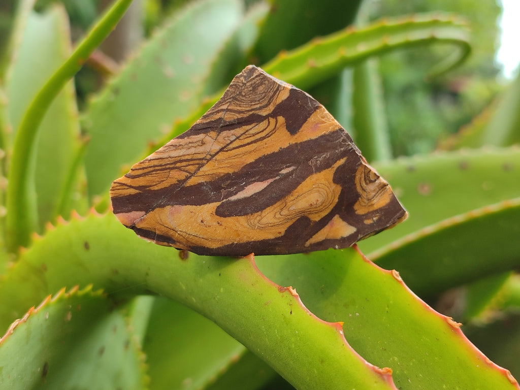 Natural Nguni Jasper Cobbed Specimens x 12 From Prieska, South Africa - Toprock Gemstones and Minerals 