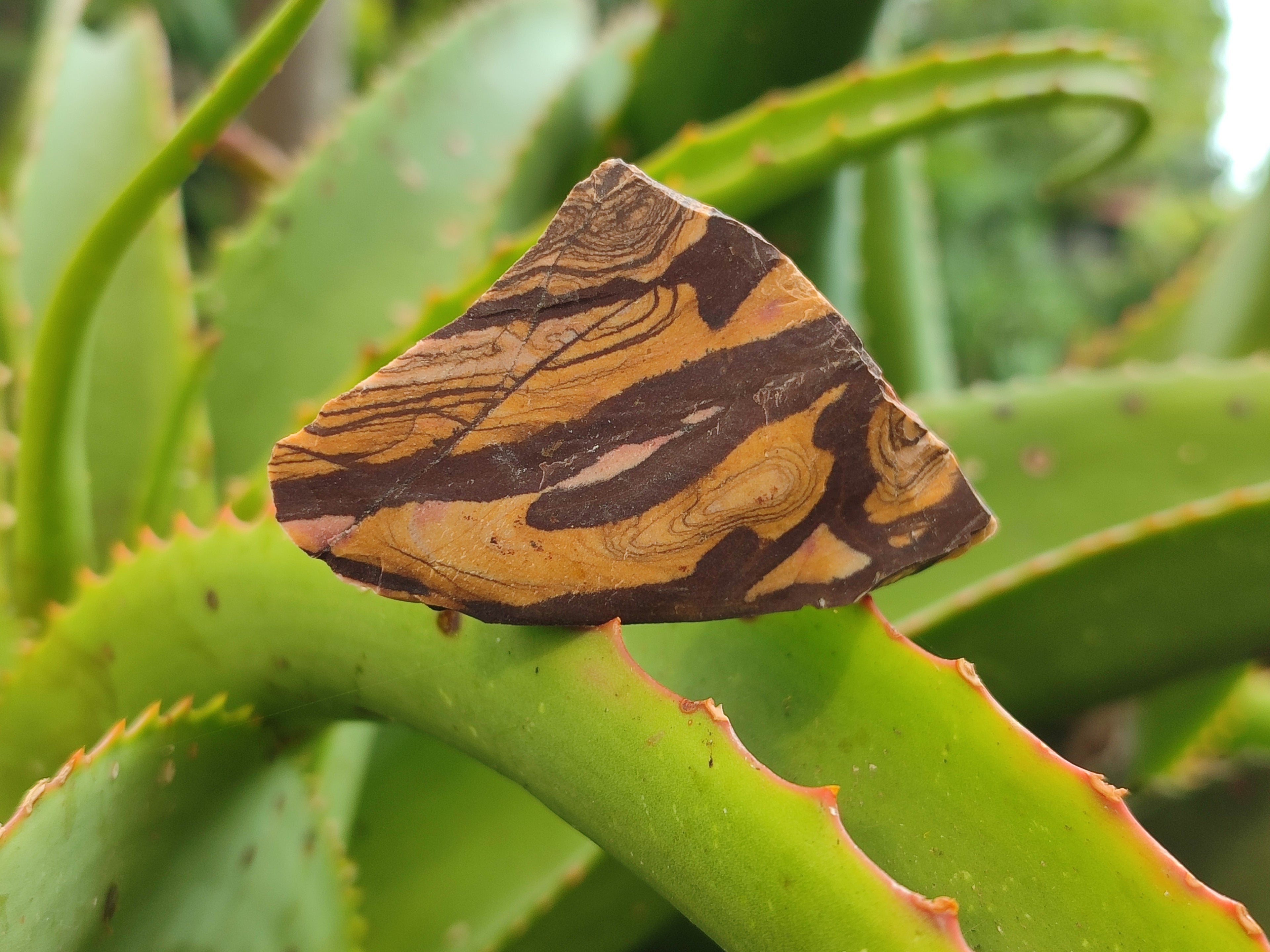 Natural Nguni Jasper Cobbed Specimens x 12 From Prieska, South Africa - Toprock Gemstones and Minerals 
