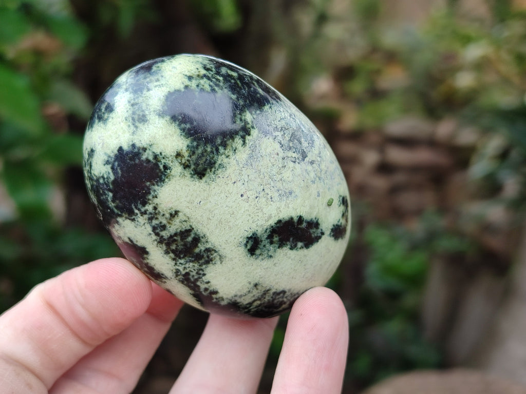 Polished Leopard Stone Free Forms x 12 From Zimbabwe - Toprock Gemstones and Minerals 