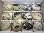 Polished Leopard Stone Free Forms x 12 From Zimbabwe - Toprock Gemstones and Minerals 