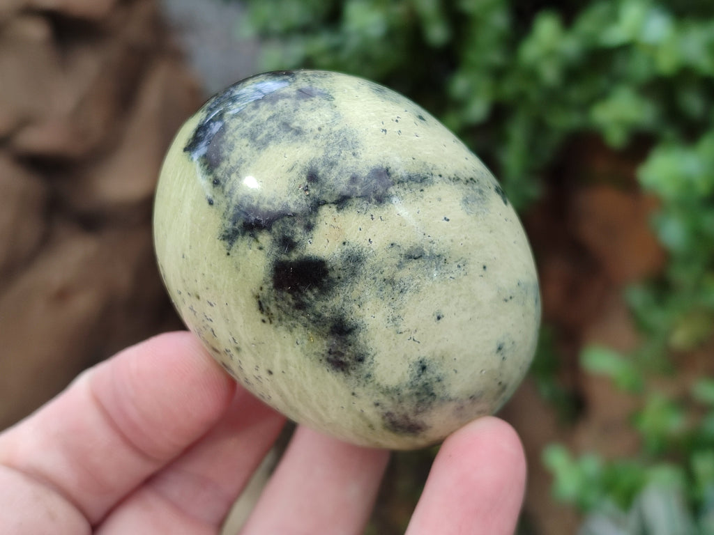 Polished Leopard Stone Free Forms x 12 From Zimbabwe - Toprock Gemstones and Minerals 