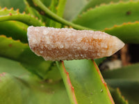 Natural Fairy Spirit Quartz Crystals x 24 From Boekenhouthoek, South Africa - Toprock Gemstones and Minerals 