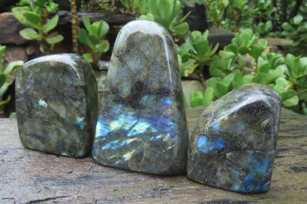 Polished Labradorite Standing Free Forms x 3 From Tulear, Madagascar - Toprock Gemstones and Minerals 