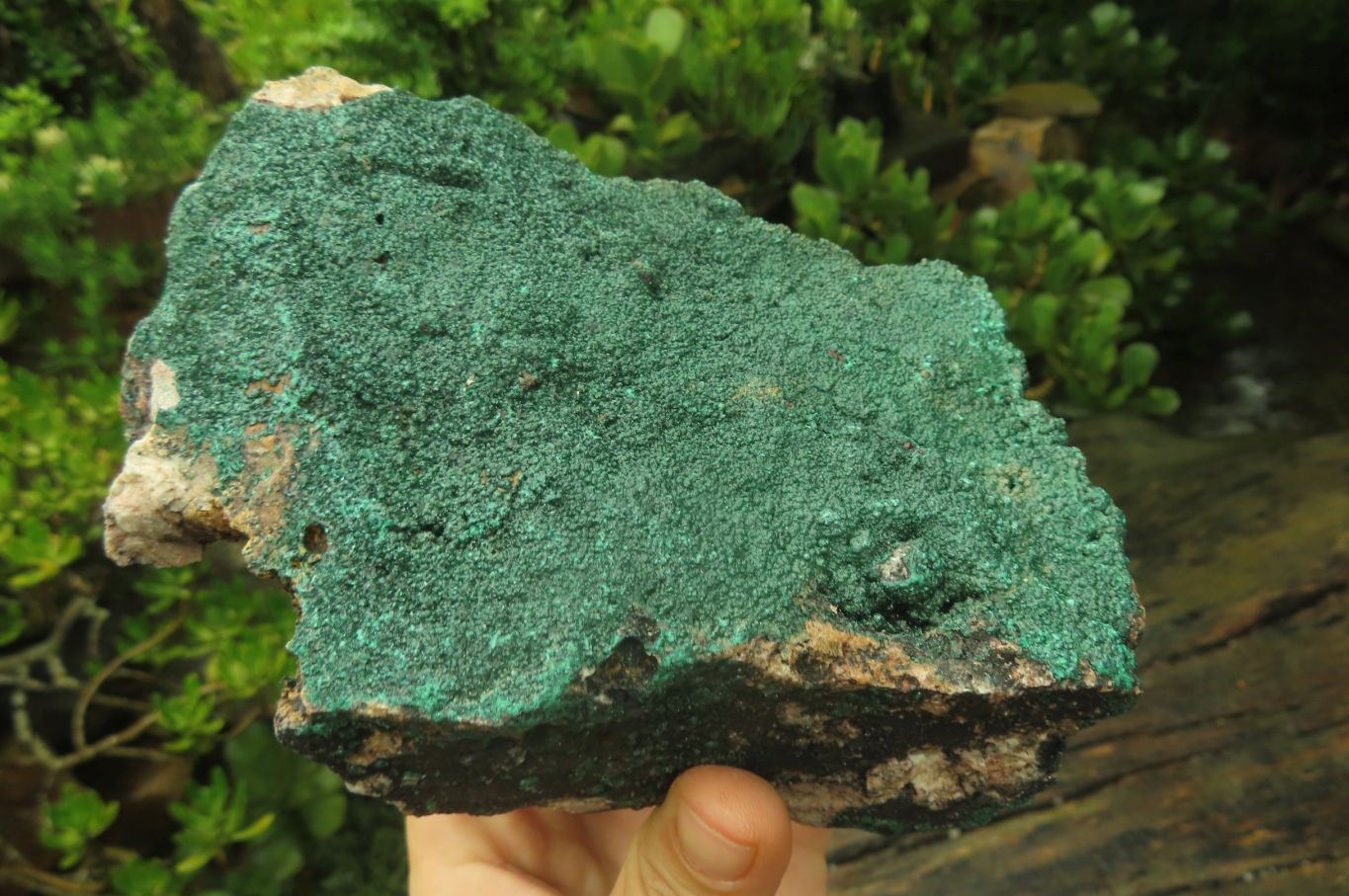 Natural Botryoidal Malachite Specimen x 1 From Tenke Fungurume, Congo - Toprock Gemstones and Minerals 