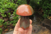 Polished Polychrome Jasper Mushrooms x 6 From Madagascar - Toprock Gemstones and Minerals 