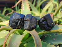 Natural Alluvial Schorl Black Tourmaline Crystals x 70 From Zimbabwe - Toprock Gemstones and Minerals 