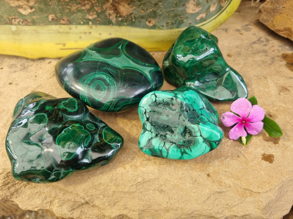 Polished Flower Banded Malachite Free Forms x 4 From Congo - Toprock Gemstones and Minerals 