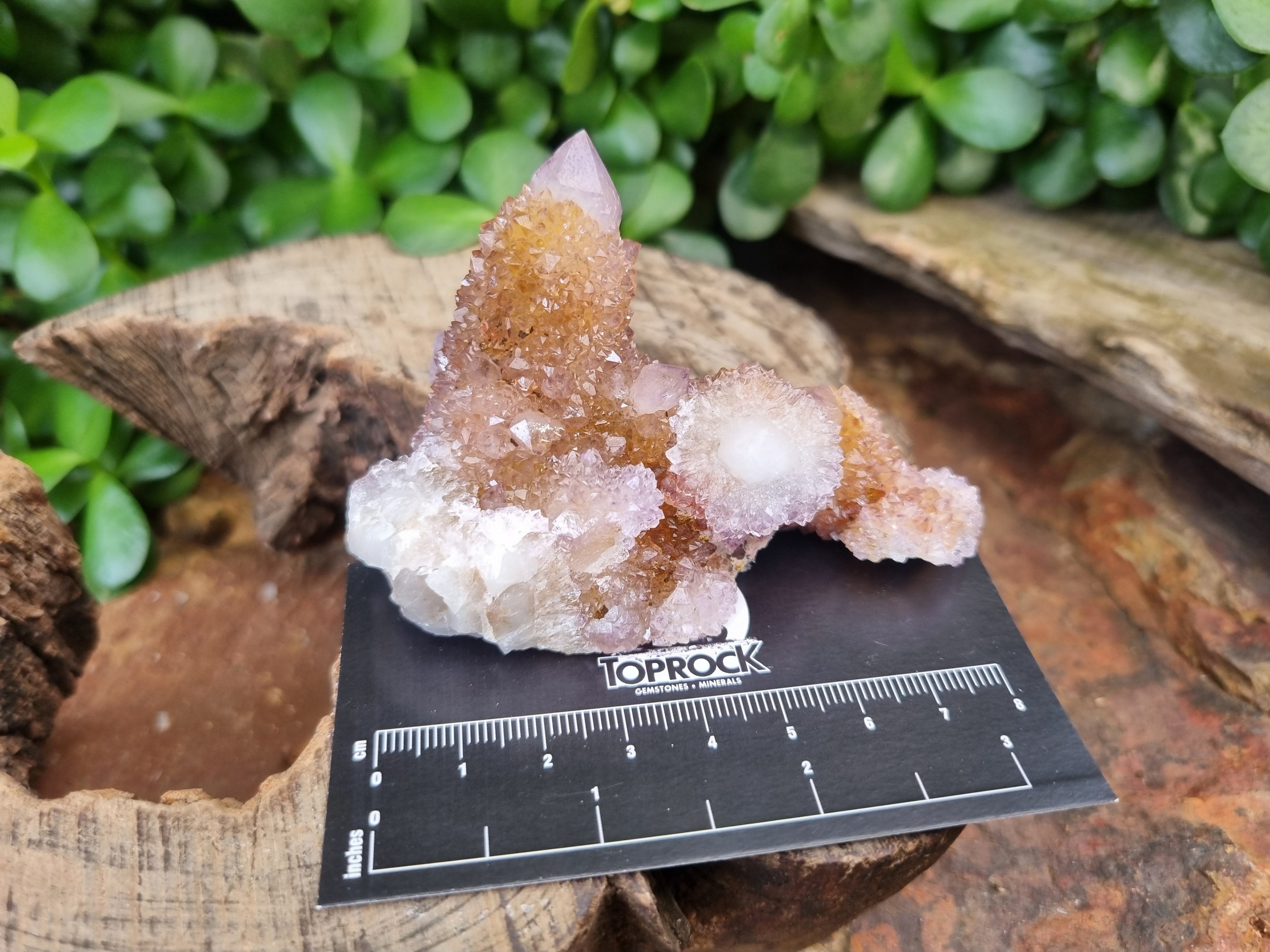 Natural Ametrine Spirit Quartz Clusters x 6 From Boekenhouthoek, South Africa - Toprock Gemstones and Minerals 