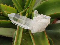 Natural Quartz Crystals x 35 from Mpika, Zambia - Toprock Gemstones and Minerals 
