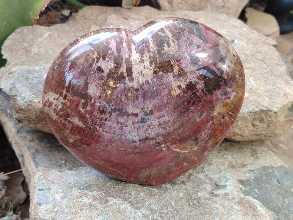 Polished Podocarpus Petrified Wood Heart x 1 From Mahajanga, Madagascar - Toprock Gemstones and Minerals 
