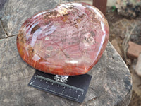 Polished Podocarpus Petrified Wood Heart x 1 From Mahajanga, Madagascar