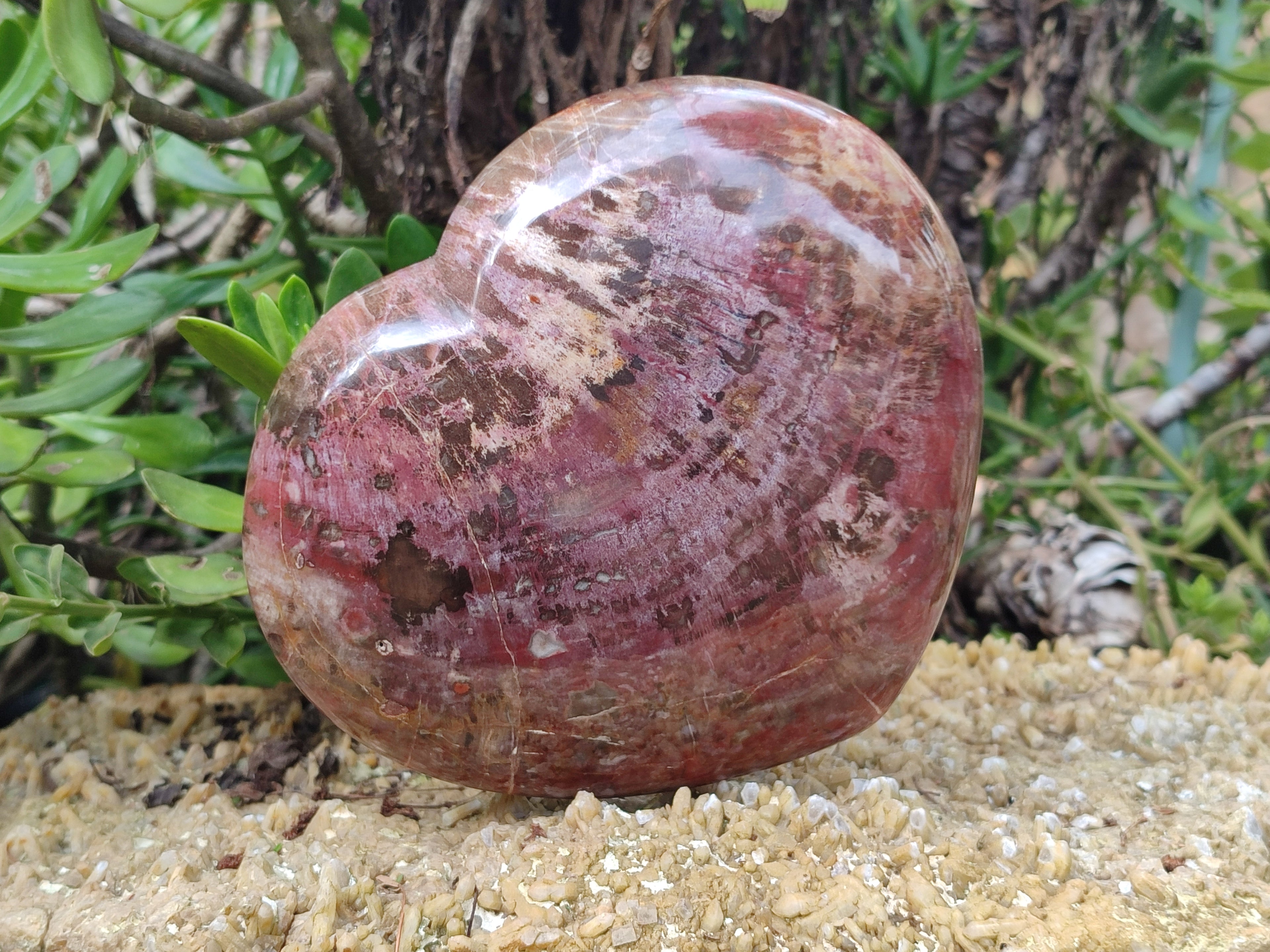 Polished Podocarpus Petrified Wood Heart x 1 From Mahajanga, Madagascar - Toprock Gemstones and Minerals 