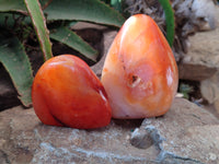 Polished Carnelian Standing Free Forms x 4 From Madagascar - Toprock Gemstones and Minerals 