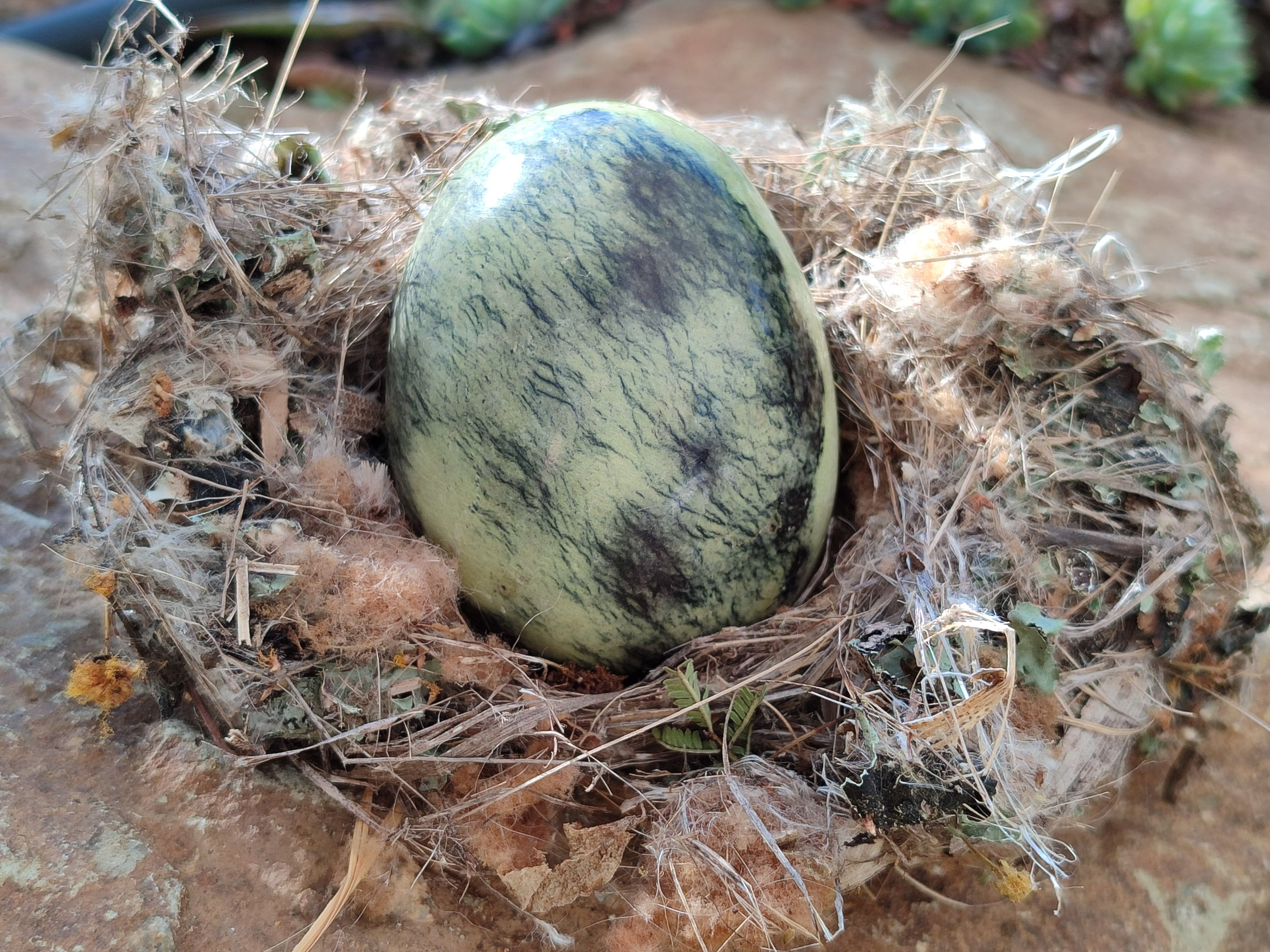 Polished Leopard Stone Eggs x 4 From Zimbabwe - Toprock Gemstones and Minerals 