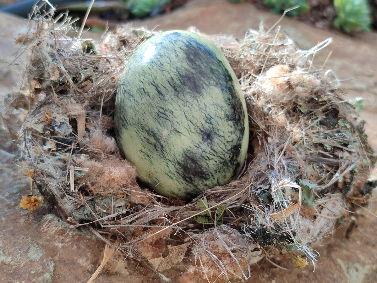 Polished Leopard Stone Eggs x 4 From Zimbabwe - Toprock Gemstones and Minerals 