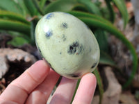 Polished Leopard Stone Eggs x 4 From Zimbabwe - Toprock Gemstones and Minerals 