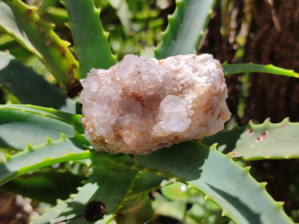 Natural Amethyst Spirit Quartz Clusters x 20 From Boekenhouthoek, South Africa - Toprock Gemstones and Minerals 