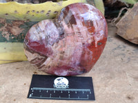 Polished Podocarpus Petrified Wood Hearts x 2 From Mahajanga, Madagascar
