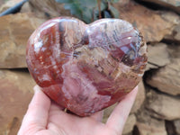 Polished Podocarpus Petrified Wood Hearts x 2 From Mahajanga, Madagascar