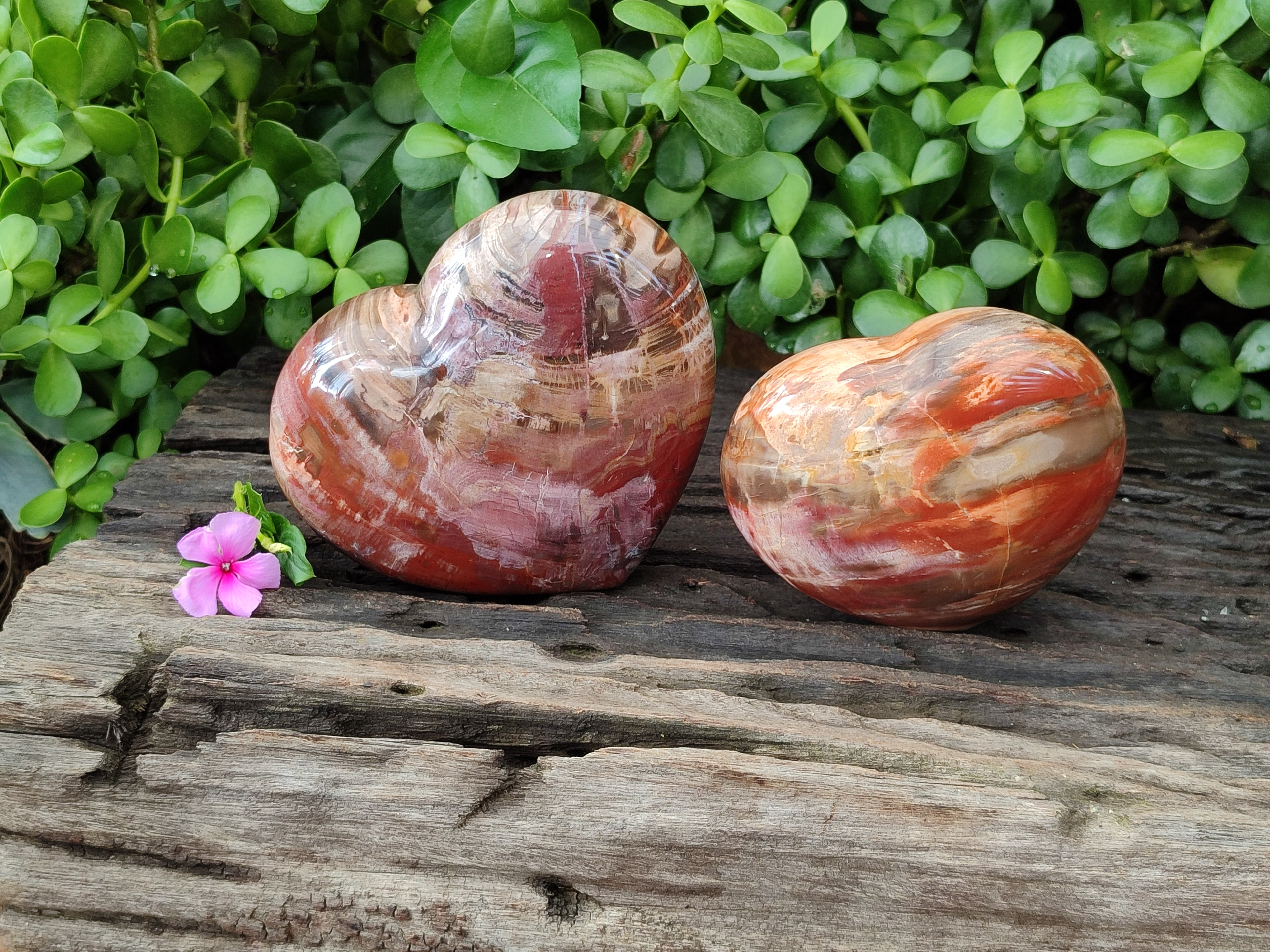 Polished Podocarpus Petrified Wood Hearts x 2 From Mahajanga, Madagascar - Toprock Gemstones and Minerals 
