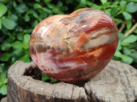 Polished Podocarpus Petrified Wood Hearts x 2 From Mahajanga, Madagascar