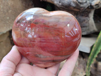 Polished Podocarpus Petrified Wood Hearts x 2 From Mahajanga, Madagascar