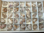 Natural Spirit Quartz Crystals x 35 From Boekenhouthoek, South Africa - Toprock Gemstones and Minerals 