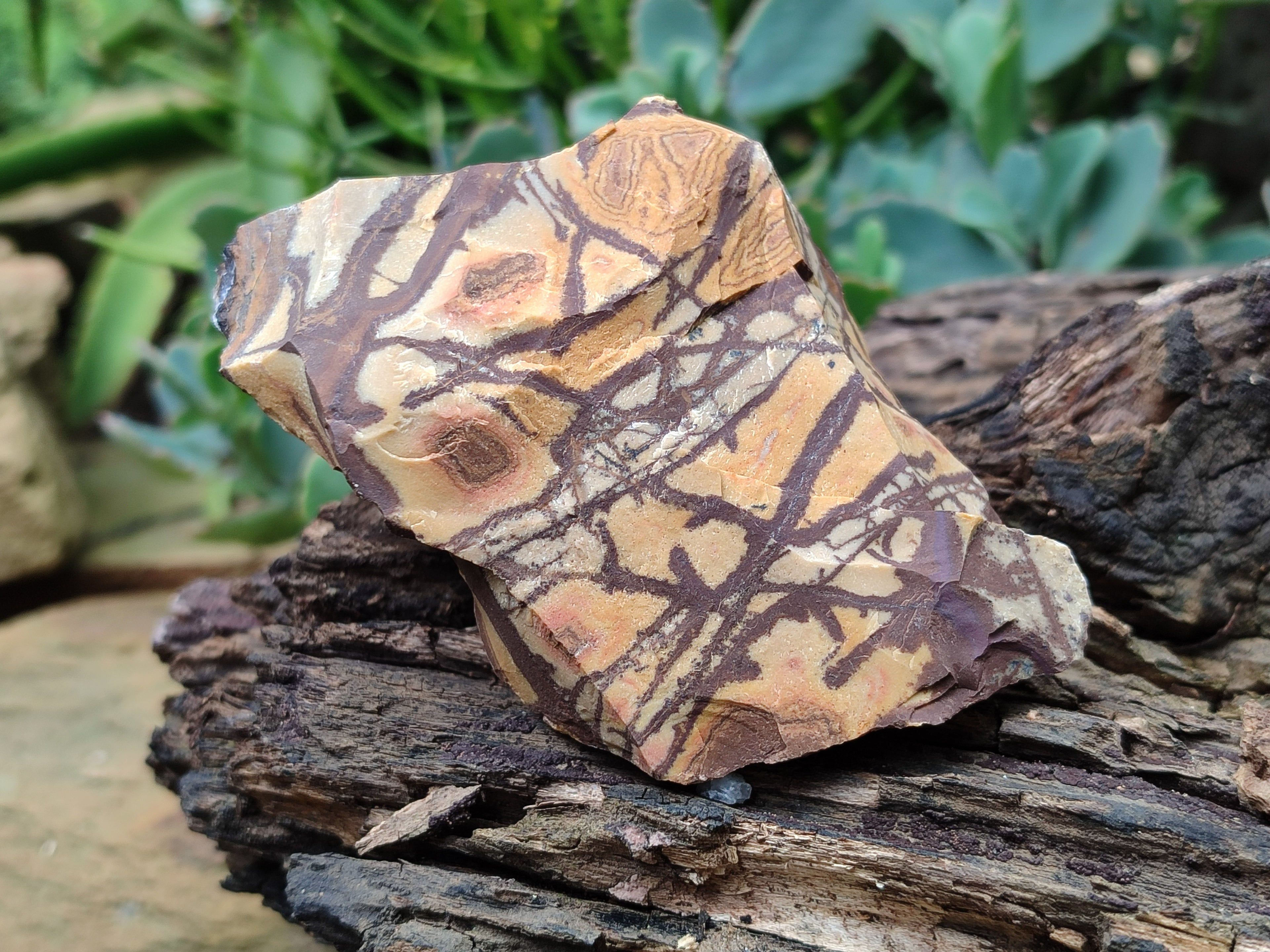 Natural Nguni Jasper Cobbed Specimens x 12 From Prieska, South Africa - Toprock Gemstones and Minerals 