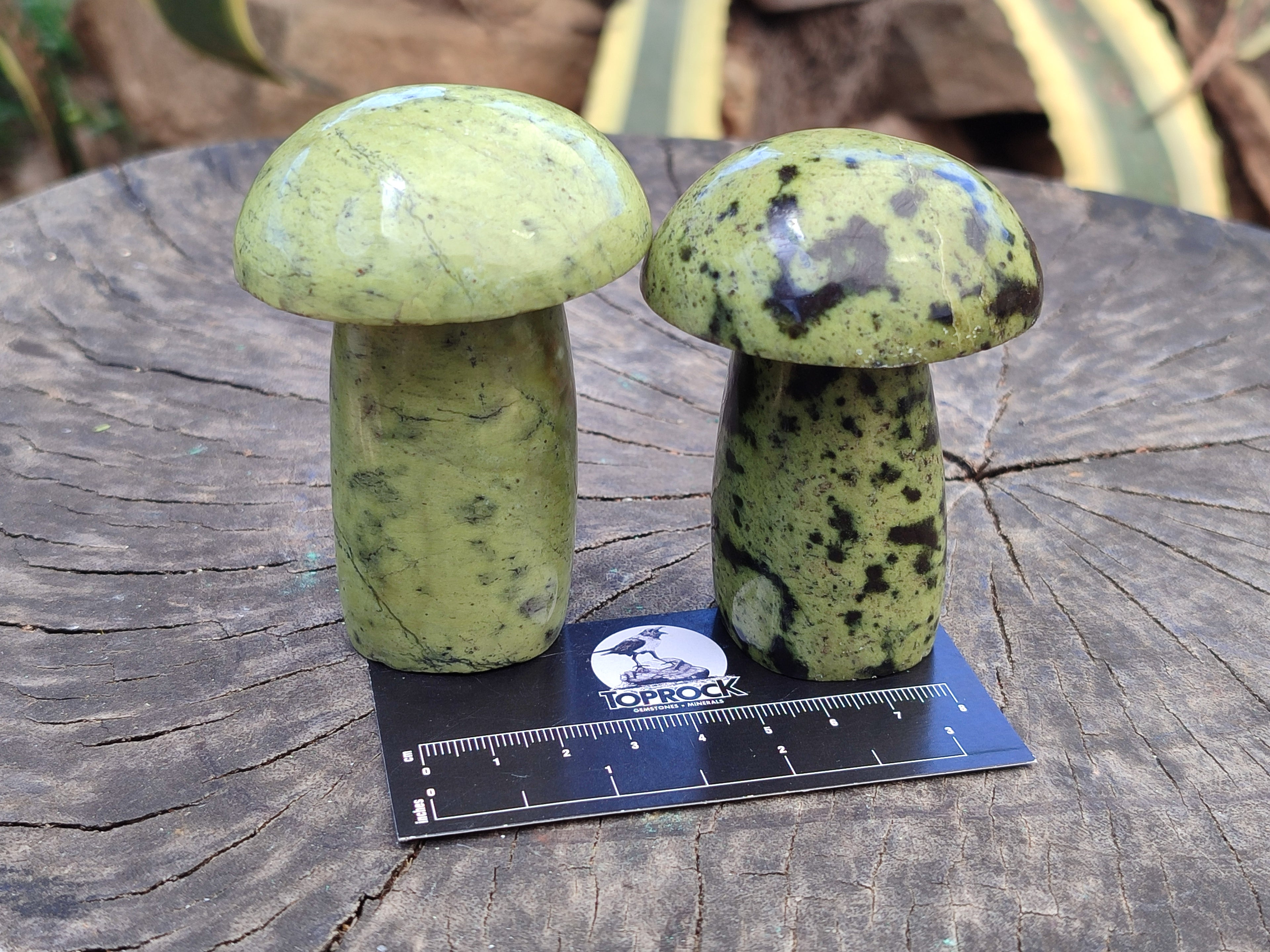 Polished Leopard Stone Mushrooms x 6 From Zimbabwe - Toprock Gemstones and Minerals 