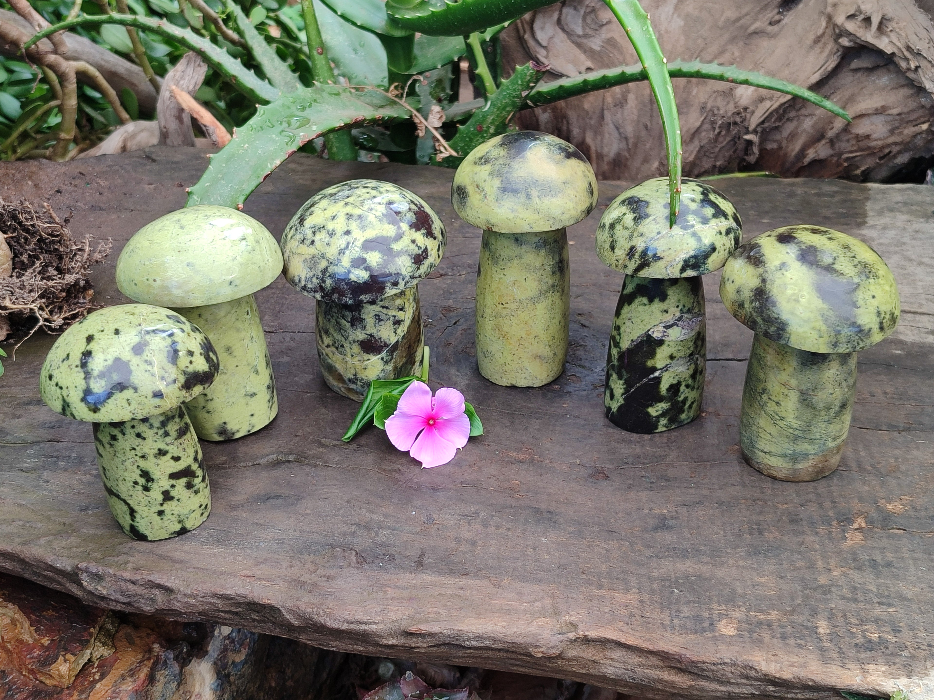 Polished Leopard Stone Mushrooms x 6 From Zimbabwe - Toprock Gemstones and Minerals 