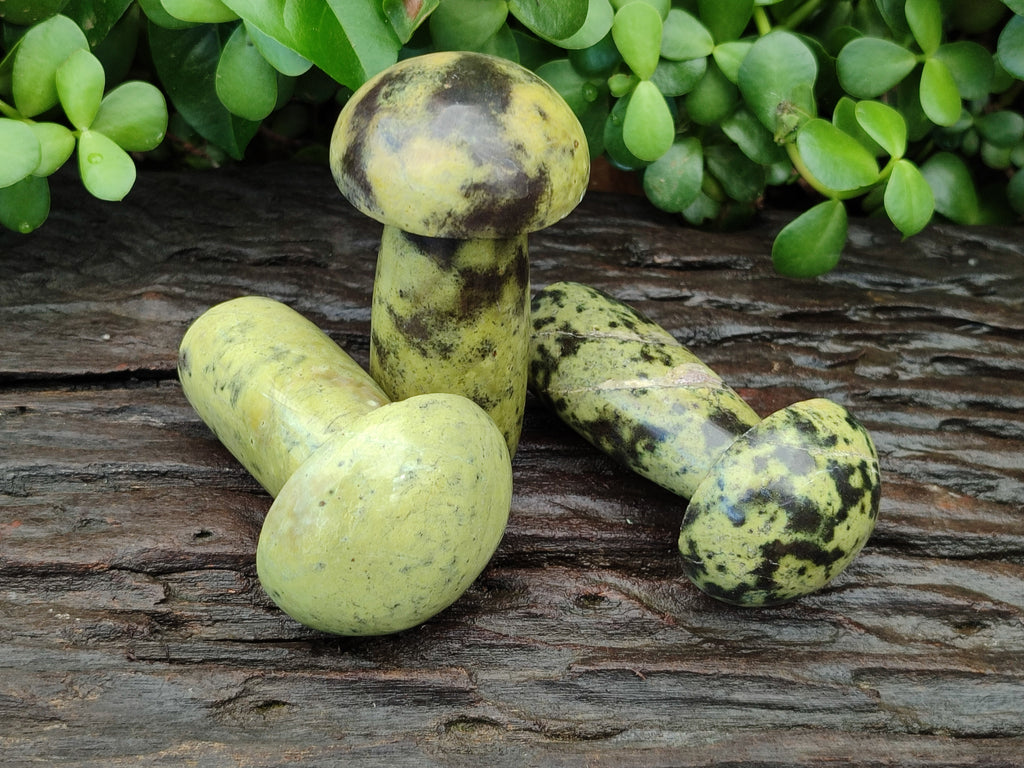 Polished Leopard Stone Mushrooms x 6 From Zimbabwe - Toprock Gemstones and Minerals 