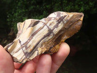 Natural Nguni Jasper Cobbed Specimens x 12 From Prieska, South Africa - Toprock Gemstones and Minerals 