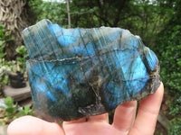 Polished On One Side Labradorite x 6 From Madagascar - Toprock Gemstones and Minerals 