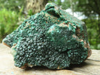 Natural Botryoidal Malachite Specimens x 12 From Congo - Toprock Gemstones and Minerals 
