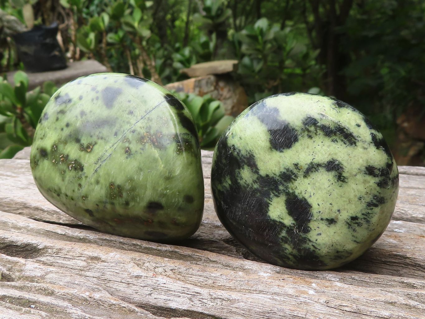 Polished Leopard Stone Free Forms x 6 From Zimbabwe - Toprock Gemstones and Minerals 