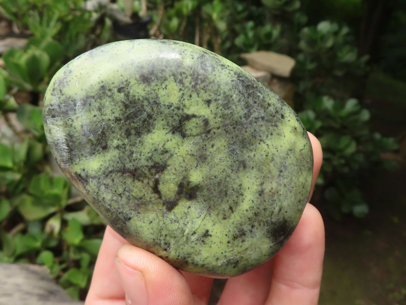 Polished Leopard Stone Free Forms x 6 From Zimbabwe - Toprock Gemstones and Minerals 